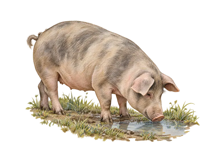 坎の動物象を表す豕（豚）のイラスト