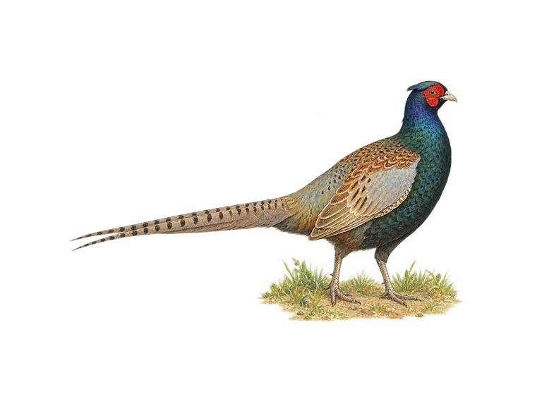 離の動物象を表す雉のイラスト